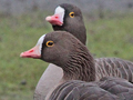 Lesser White-fronted Goose